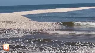 Dead Fish Everywhere On TEXAS Beach