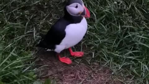 Puffins are cute