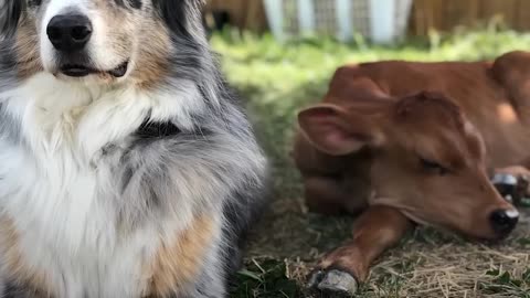 Dog Is SO Protective Of His Baby Cow Brother | The Dodo Odd Couples