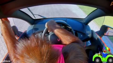 Animalia's Orangutan Rambo loves her electric car!