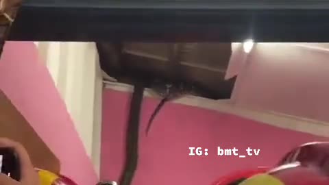 Mass of giant snakes fall through Malaysian family's ceiling.