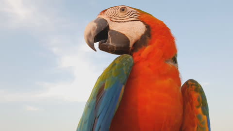 Close Up Of Blue And Gold Macaw Parrot - Glory be to Allah