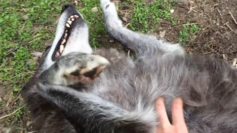 A very happy wolf