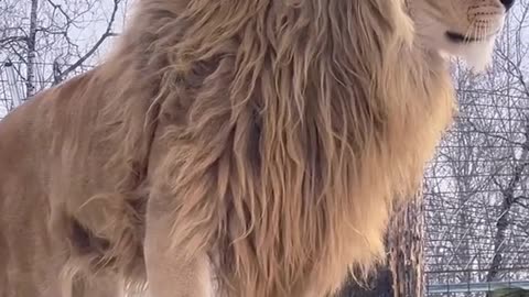 Majestic Lion