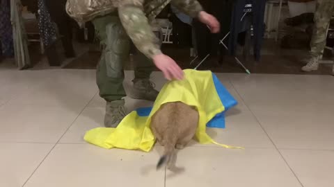 Lion cub playing with Ukrainian Flag in Spain