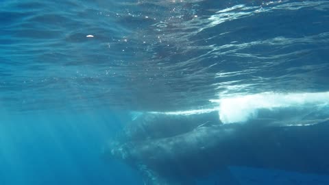 Humpback Mother With Calf