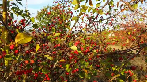 Gloginje, glogins, hawthorn.