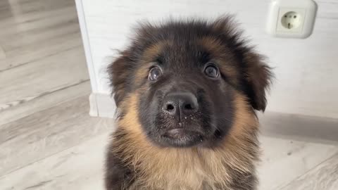 My Dog Teaches My German Shepherd Puppy How to Beg