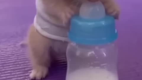 Baby cat drink milk 🍼 ❤️😍 #cat #cats #shorts #short #trending #viral #rumble #Rumble