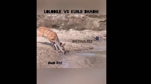 lolodile 🐊 funny dub video 😂 | lolodile sewa | crocodile funny video | rj kisna dub kendra