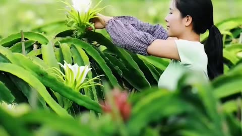 Glowing dragon fruit field