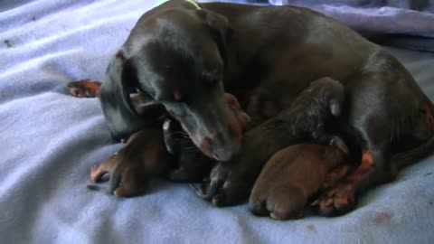 Dachshund - Cute 10 Day Old Puppies