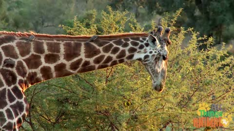 Animals For Kids - All Things Animal TV on GIRAFFE