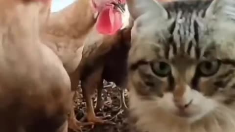 Cat vs Chicken Watch What Happens