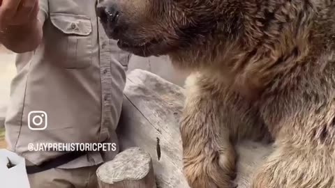 Cute eating in bear 🐻 viral video -5 #zoo