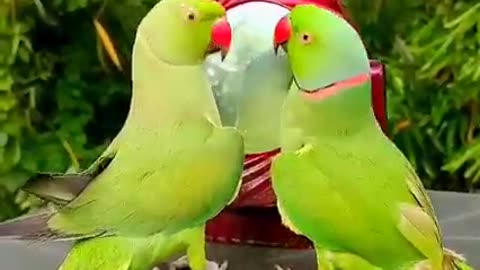 Parrots