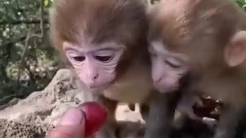 🥺 Animals baby's so cute 🥺🥰look at this video