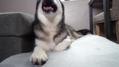 Testing Dog Translators-A Phone App Translates My Husky Speaking! 2021