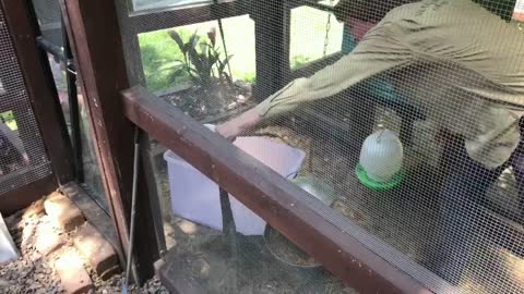 Lizard in Chicken Coop