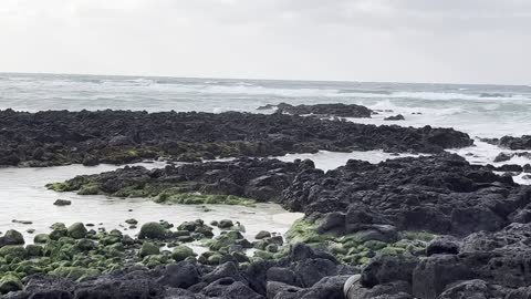 There is a bird in the sea of ​​Jeju Island.