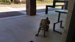 Bobcat Resting