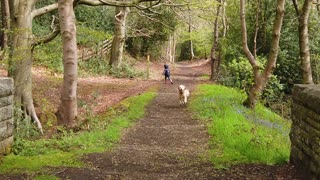 Dog Running in Slow Motion in Forest with Child