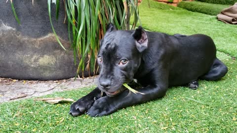 Cane Corso munching palm leaf