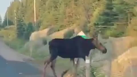 In Canada, even our moose is polite! 🍁