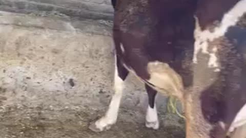 Australian Cow