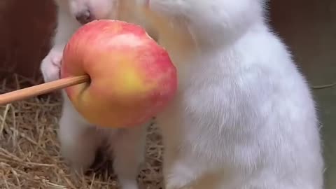 Rabbit and dog eating apple