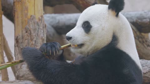 10 Facts About Pandas