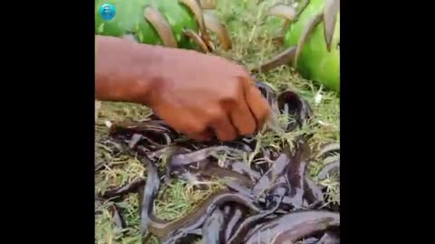 Exceptional Fishing Trapping the village pond, a smart easy bottle gourd fish trap.