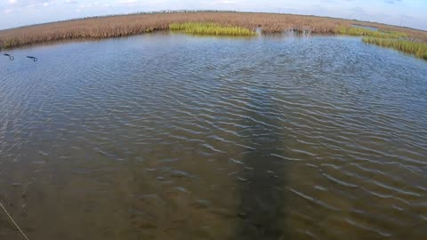 Dock Demon Challenge catches for 6-2-23 with 3 black drum and one red fish and all sight casted.