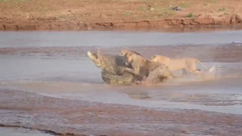 lion vs crocodile