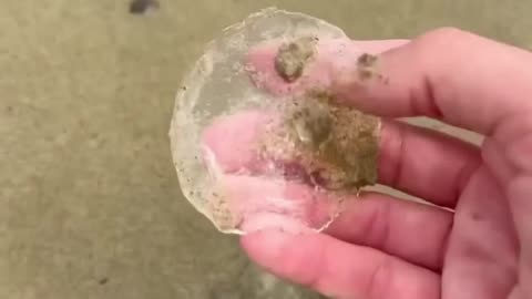 The Crystal Jellyfish