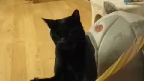 Cat Tries Catching Ribbon Spinning Like Lasso