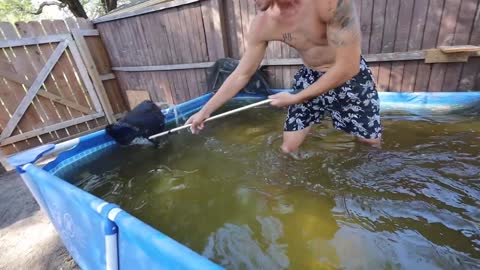 transferring fish to new pool pond