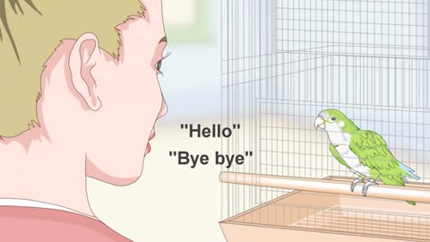 Train a Quaker Parrot to Speak