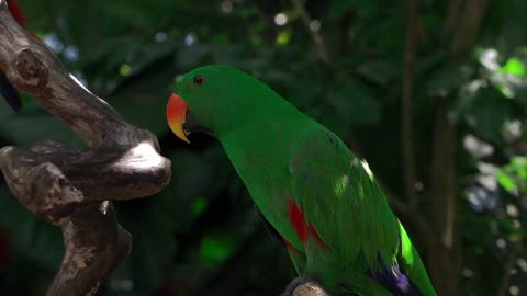 Beautiful parrot