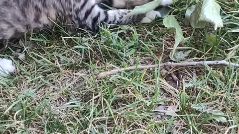 My name is Stella. Kitten playing outside