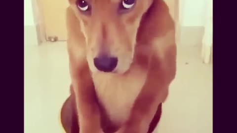 Funny dog video