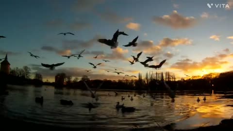 Morning time Birds on tha Lake