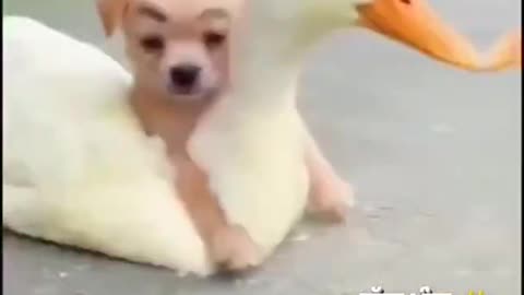 cute puppy and duck😂😍