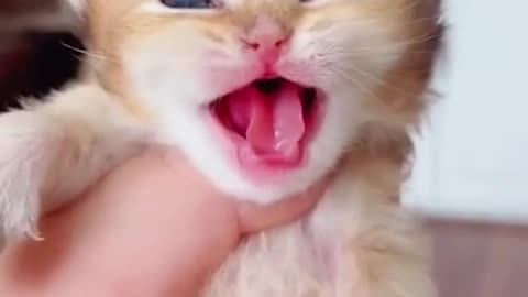 Cute Baby cat crying