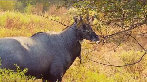 African WildlifeWild Animals in Africa