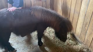 Goat Boo's Kids Playing on Mini Horse Licorice 03-23