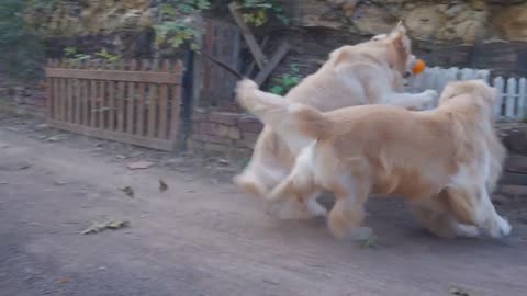 Cute 🥰 Puppy Enjoying in Garden