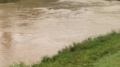 Fishing in brown river( Brazil)