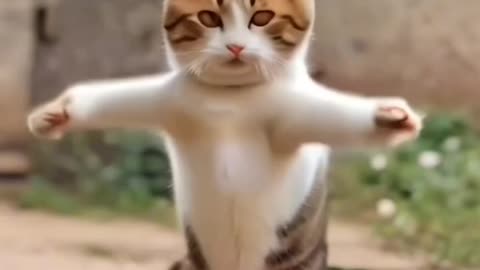 Cute cat