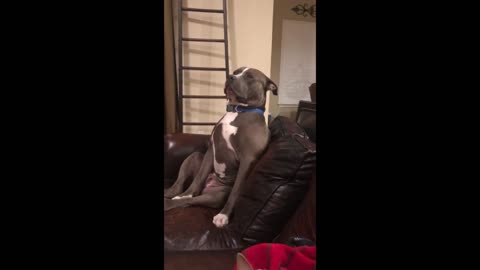 Exhausted pit bull tries so hard to fight off sleep...